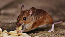 24 Hour & Emergency Exterminators in Woodleigh, NC